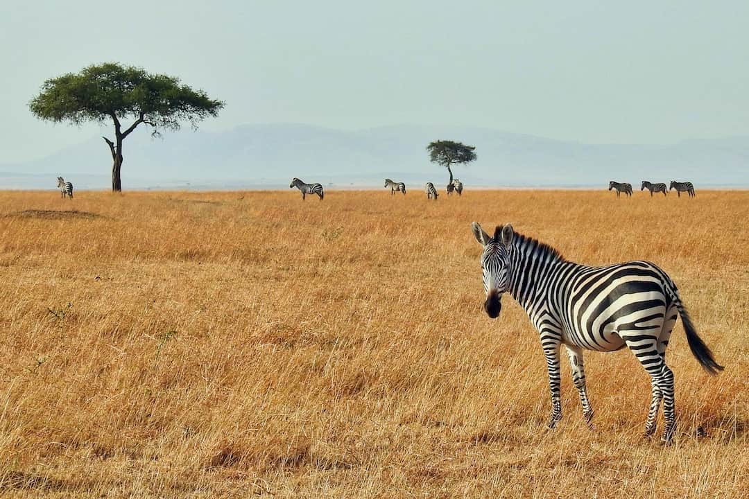 Tanzania Safari From South Africa should you go